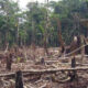Deforestacion bosques