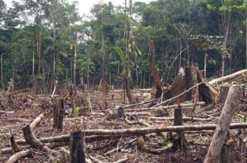 Deforestacion bosques