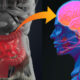 Intestino-cerebro investigación