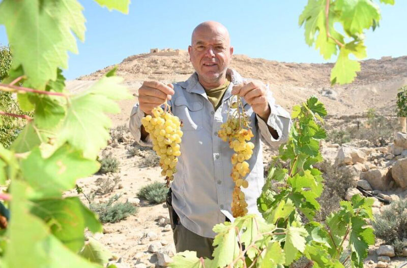 Uvas-bizantinas-Ynet schwimmer