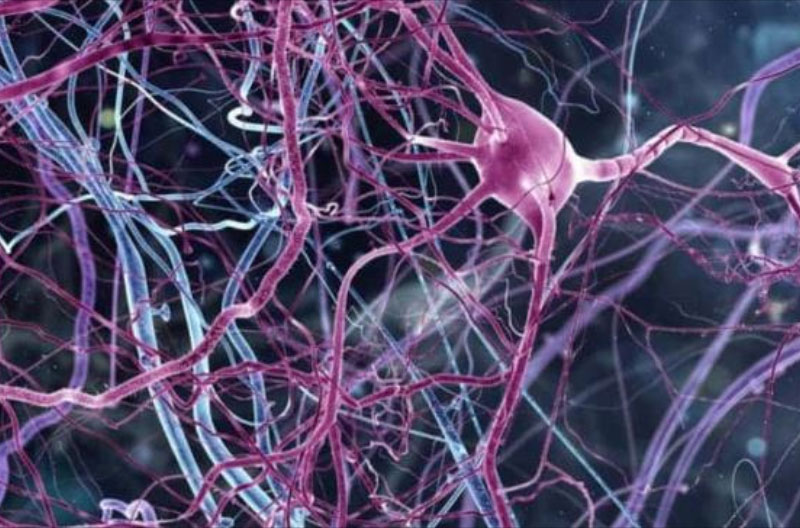 Neuronas-medicinaysaludpublica.com_ trastornos