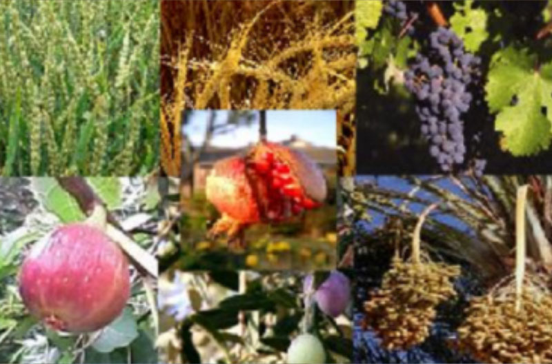 Frutos-Tu-Bishvat-Radio-Sefarad semilla