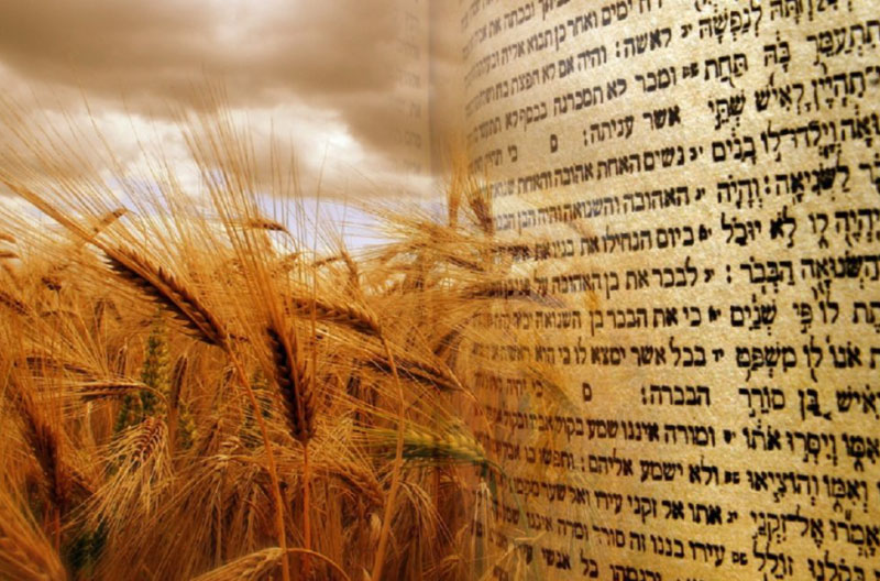 Shavuot cuenta