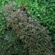 Pared-verde verdes