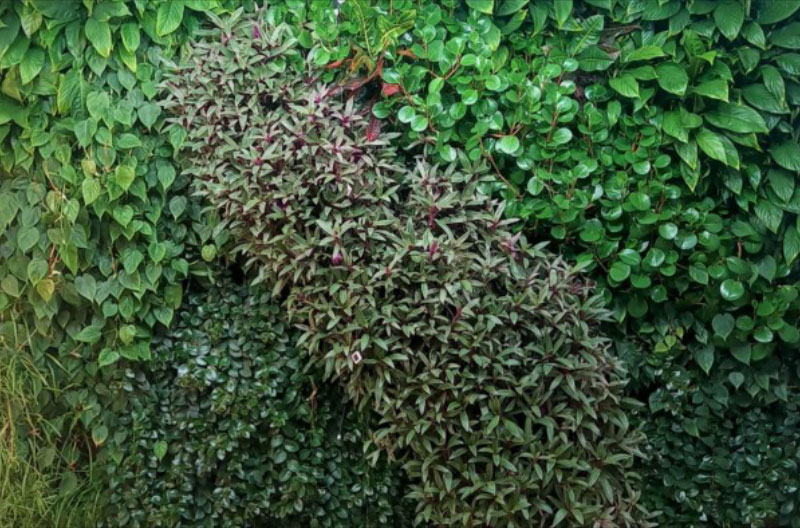 Pared-verde verdes
